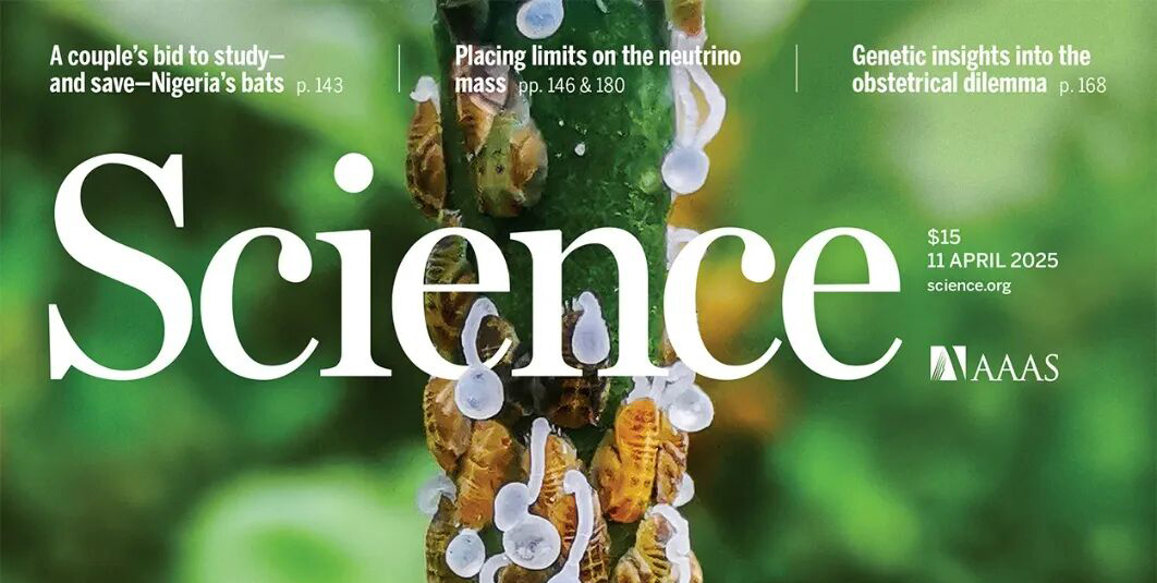 一旦感染就可能砍除整片山林，我们花了八年攻克这种柑橘“绝症”｜叶健