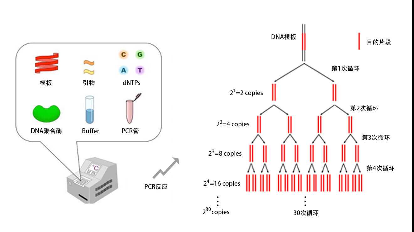 聚合酶链式反应（PCR）技术的建立