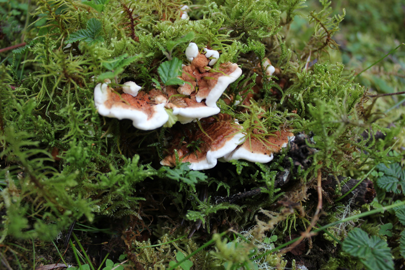 岛生异担子菌Heterobasidion insulare