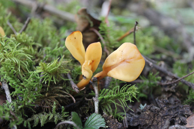 黄地匙菌Spathularia flava