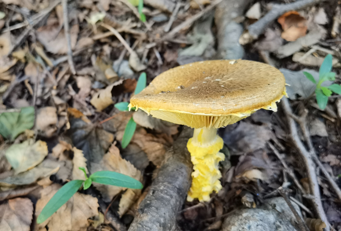 黄绿卷毛菇Floccularia luteovirens