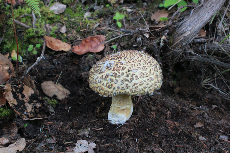 灰花纹鹅膏Amanita fuliginea
