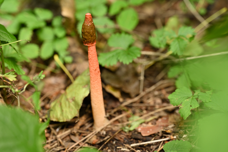 深红鬼笔Phallus rubicundus