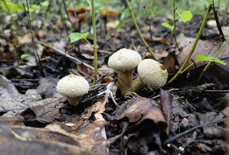网纹马勃Lycoperdon perlatum