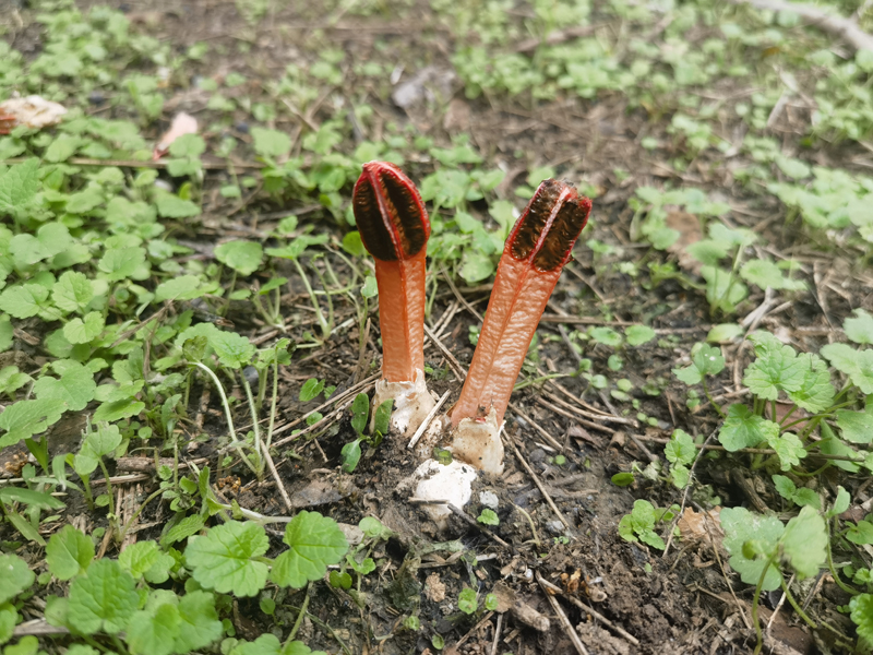 五棱散尾鬼笔Lysurus mokusin