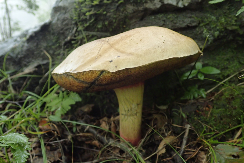 毡盖美牛肝菌Caloboletus panniformis