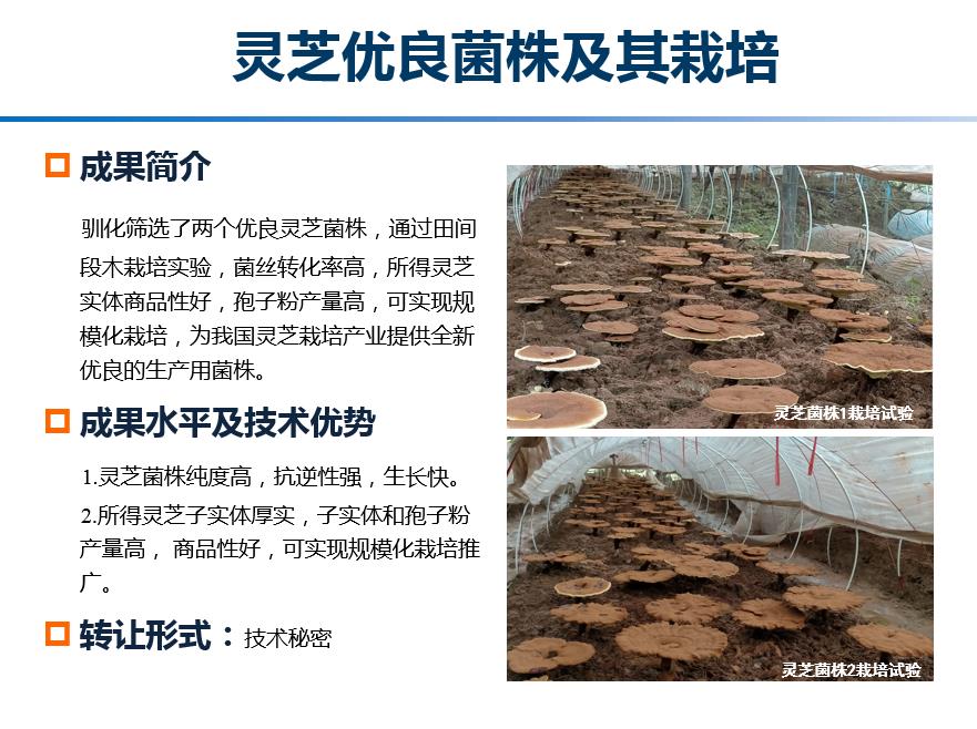 灵芝优良菌株及其栽培