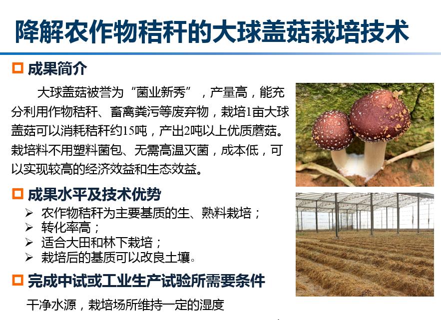 降解农作物秸秆的大球盖菇栽培技术
