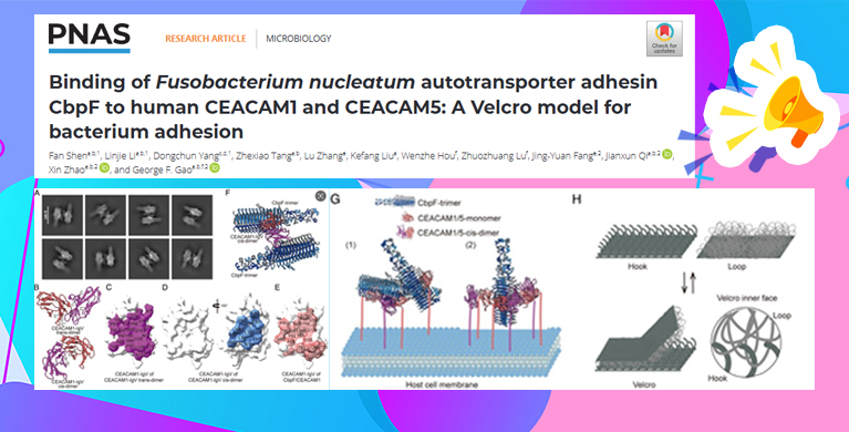 微生物所团队合作揭示具核梭杆菌黏附宿主细胞的动态调控机制
