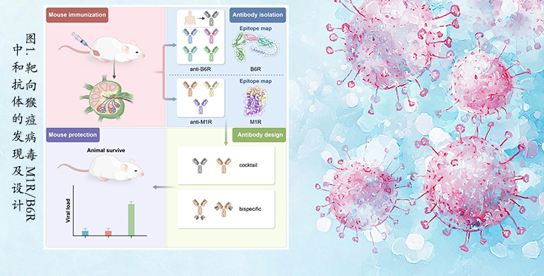 微生物所高福院士/王奇慧团队在猴痘病毒治疗性抗体研究中再取进展