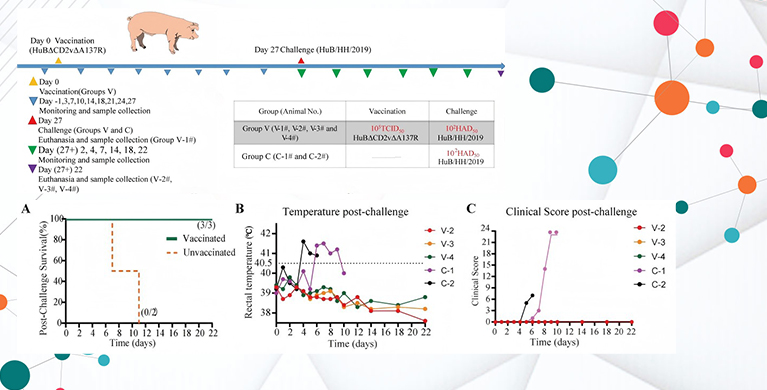 微生物所合作构建具有高效免疫保护作用的非洲猪瘟减毒毒株