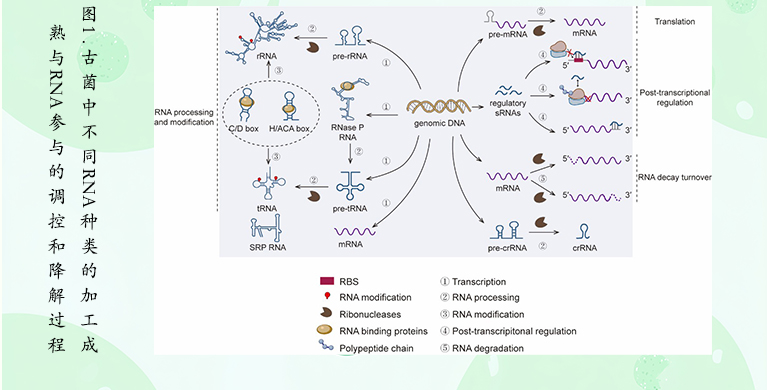 微生物所李洁团队系统阐述古菌RNA加工及调控机制
