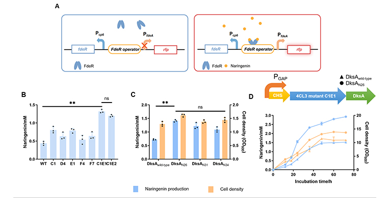 微生物所唐双焱团队合作利用全细胞定向进化技术实现柚皮素的高效生物合成