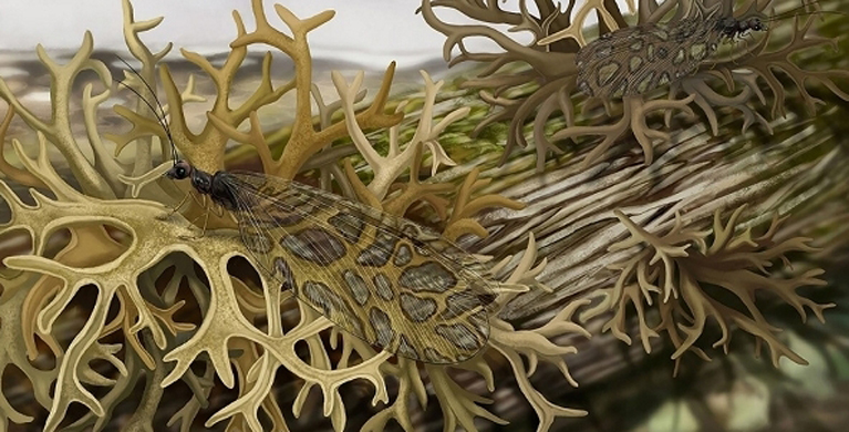 魏江春院士研究组与首都师范大学合作发现1.65亿年前最古老的拟态地衣的昆虫