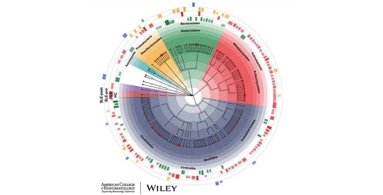 Arthritis & Rheumatology 封面：微生物所王军团队与北京协和医院合作发现系统性红斑狼疮患者的肠道菌群特征和致病性