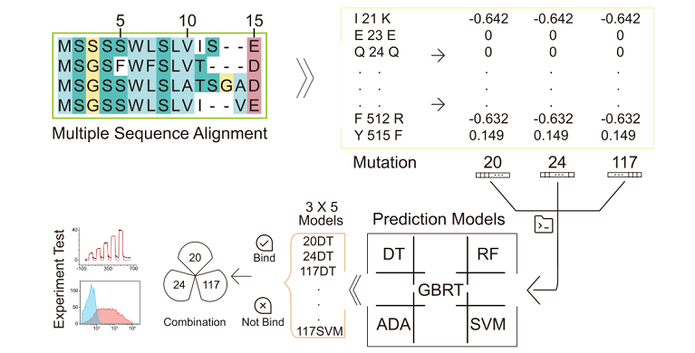 微生物所王军和王奇慧团队在用机器学习方法预测哺乳动物的新冠易感性中取得重要进展