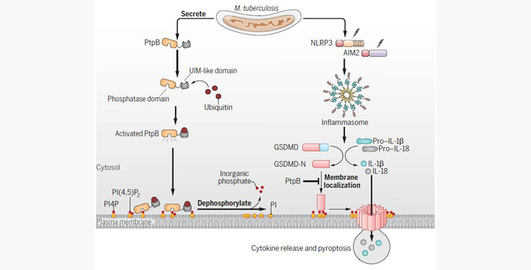 微生物所科研团队揭示结核分枝杆菌的一种脂磷酸酶劫持宿主泛素抑制细胞焦亡的重要机制