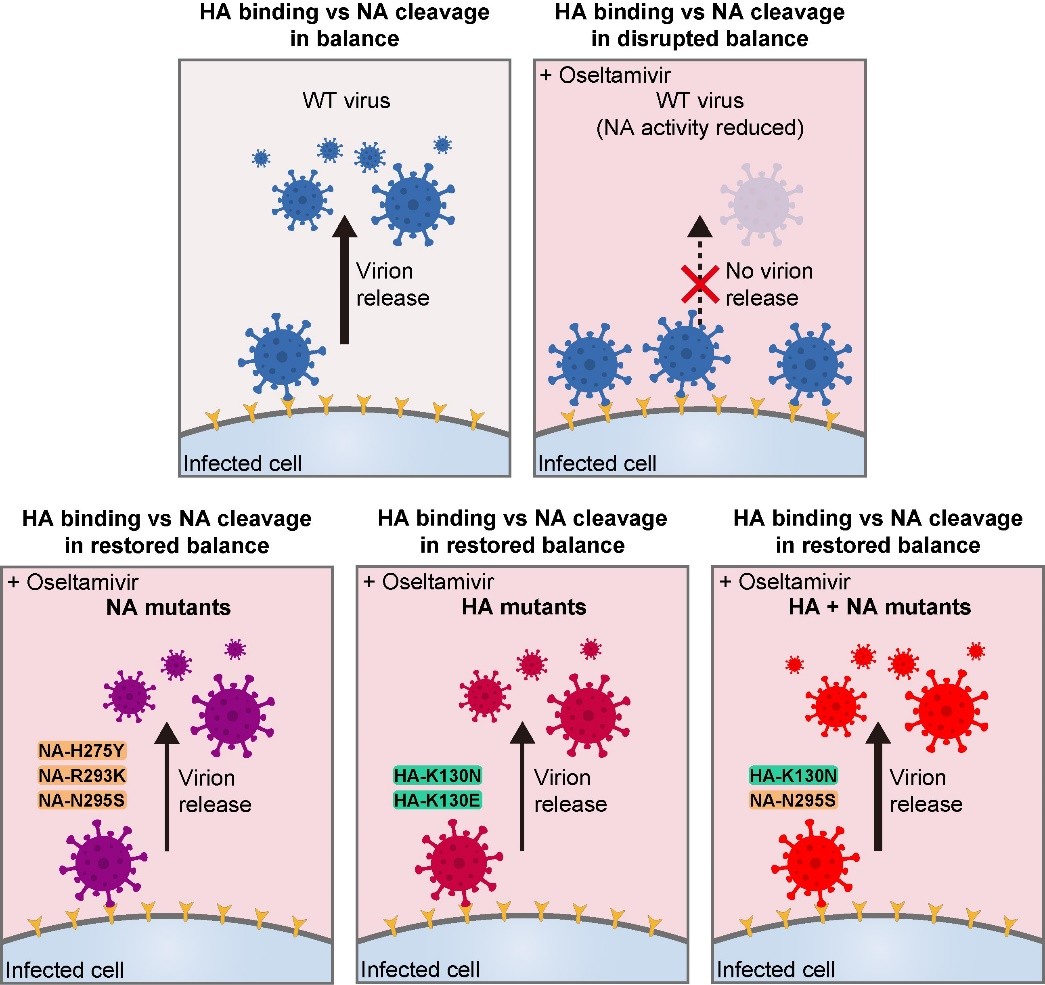 微生物所邓涛团队合作发现甲型H1N1流感病毒HA蛋白单点突变可致奥司他韦耐药