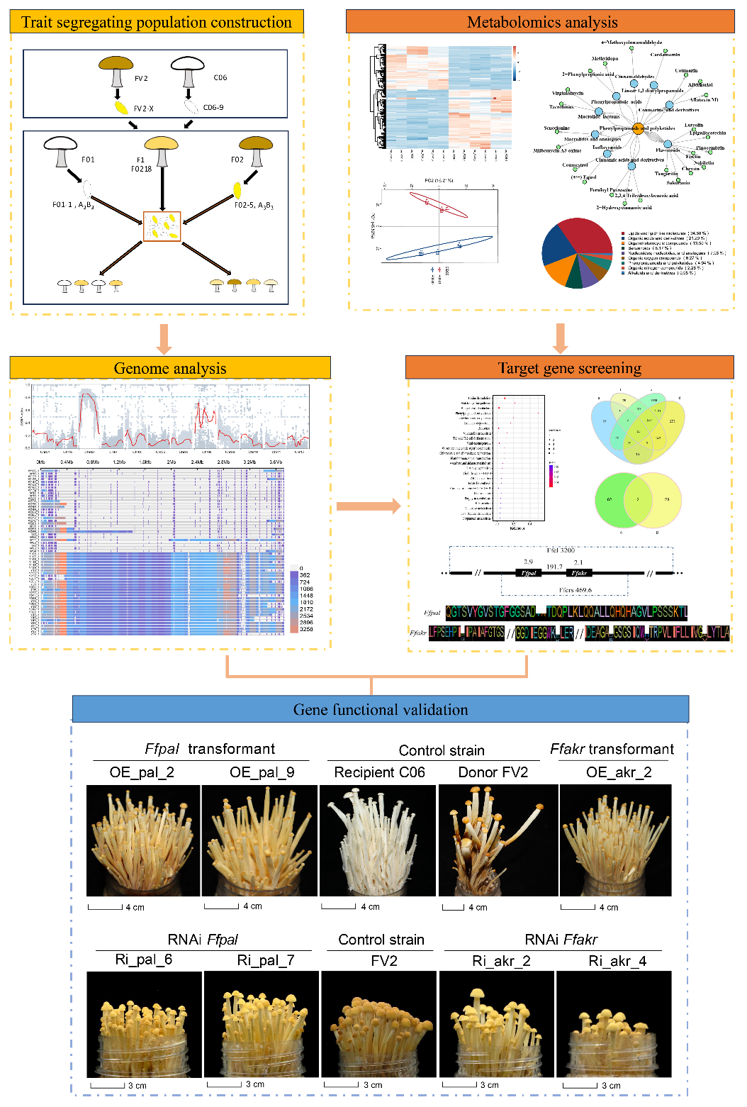 微生物所赵瑞琳团队合作揭示真菌色素形成的多组学路线图