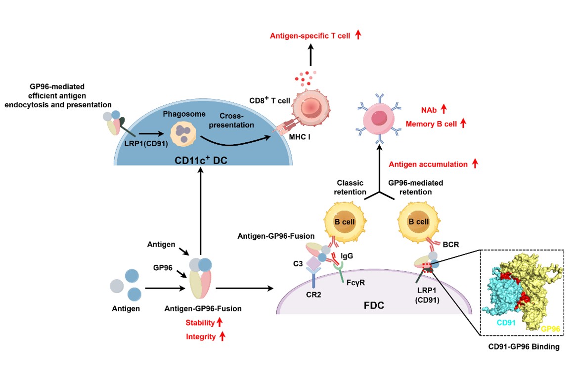 微生物所孟颂东团队合作研发新型GP96融合抗原疫苗策略，实现抗病毒长效广谱免疫