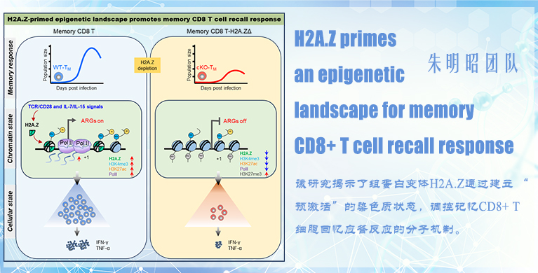微生物所朱明昭团队揭示H2A.Z调控记忆CD8+ T细胞回忆应答的表观遗传机制