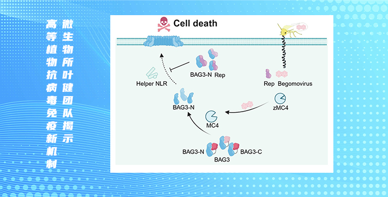 微生物所叶健团队揭示高等植物抗病毒免疫新机制