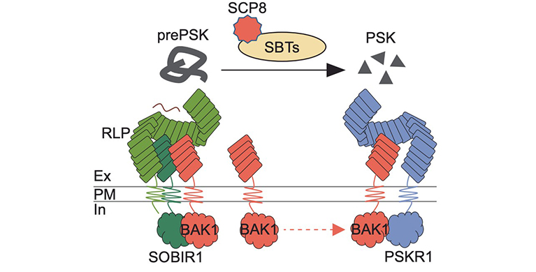 微生物所郭惠珊团队合作揭示真菌效应蛋白调控植物发育与免疫共受体的致病机制