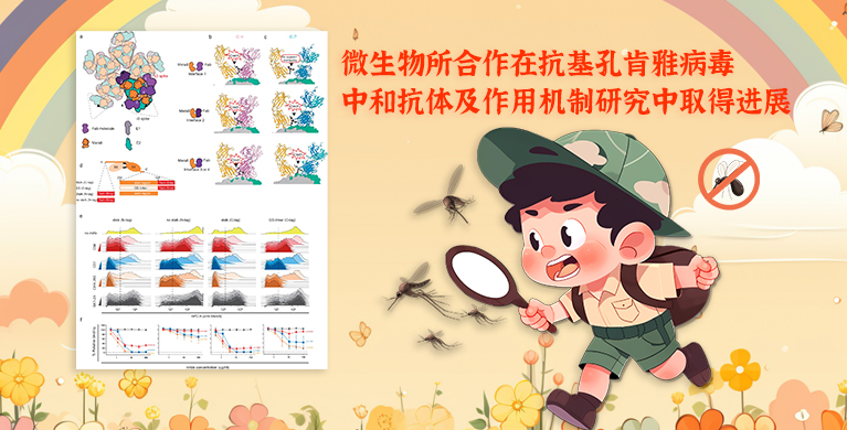 微生物所合作在抗基孔肯雅病毒中和抗体及作用机制研究中取得进展