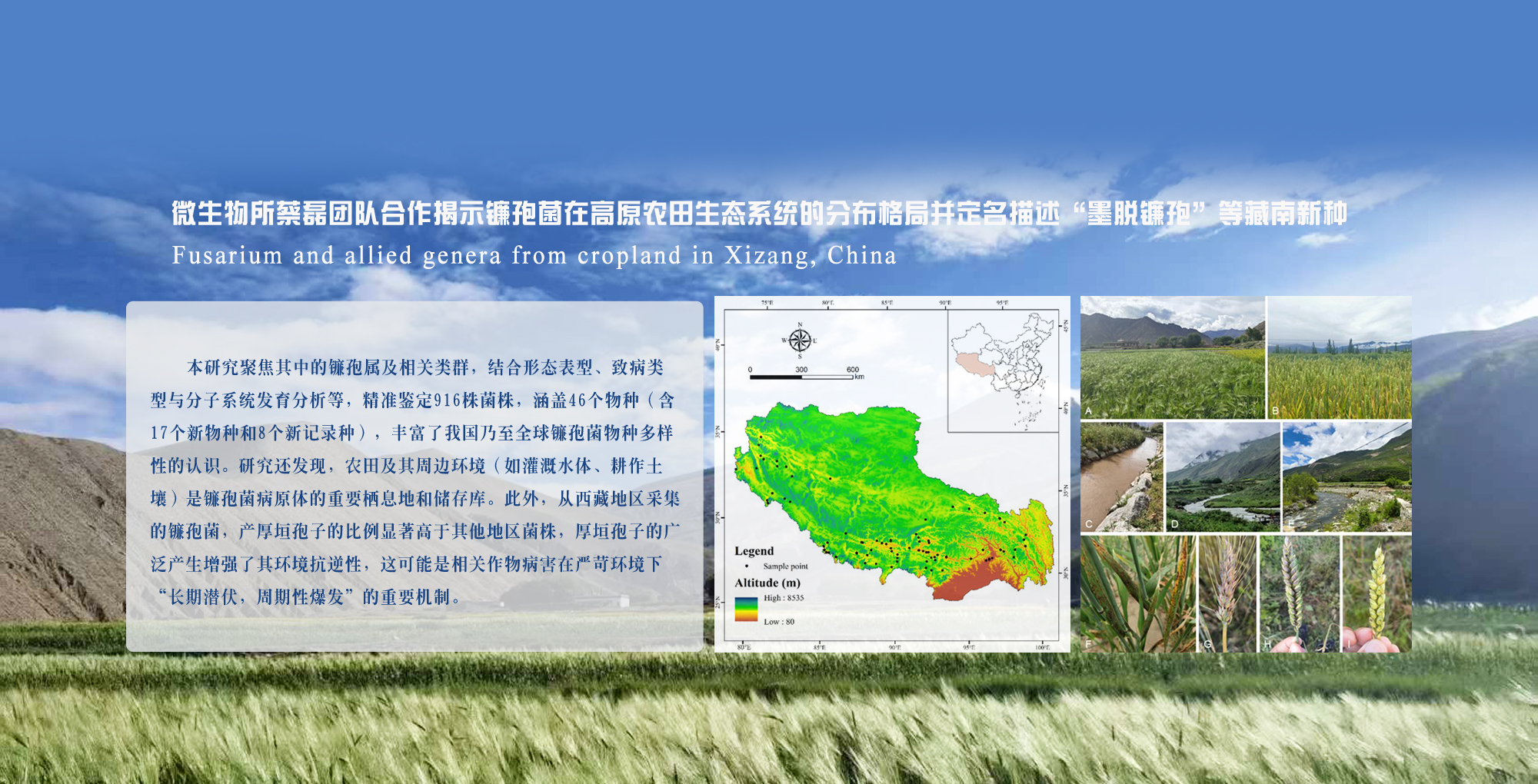 微生物所蔡磊团队合作揭示镰孢菌在高原农田生态系统的分布格局并定名描述“墨脱镰孢”等藏南新种