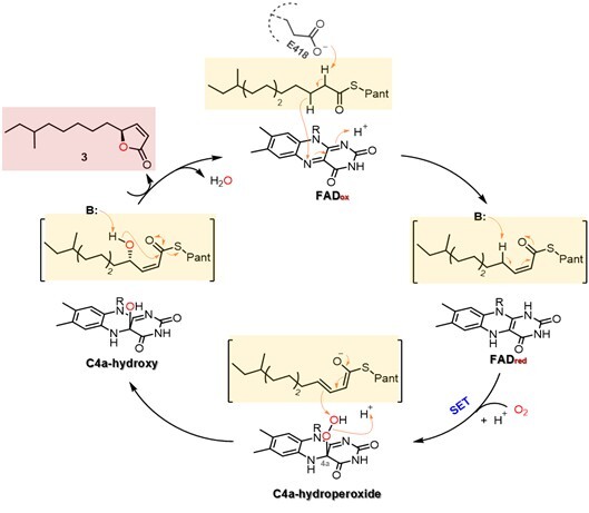 微生物所周珊珊团队揭示新型多功能黄素酶参与链霉菌信号分子的生物合成