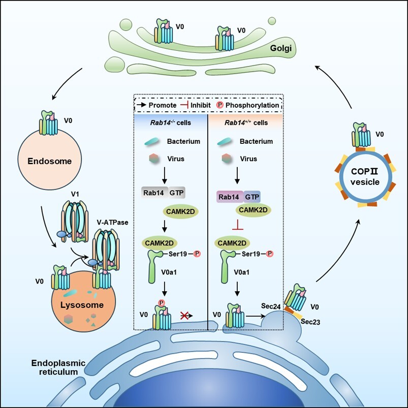 微生物所刘翠华团队合作揭示宿主小GTPase Rab14介导的广谱抗感染免疫新机制