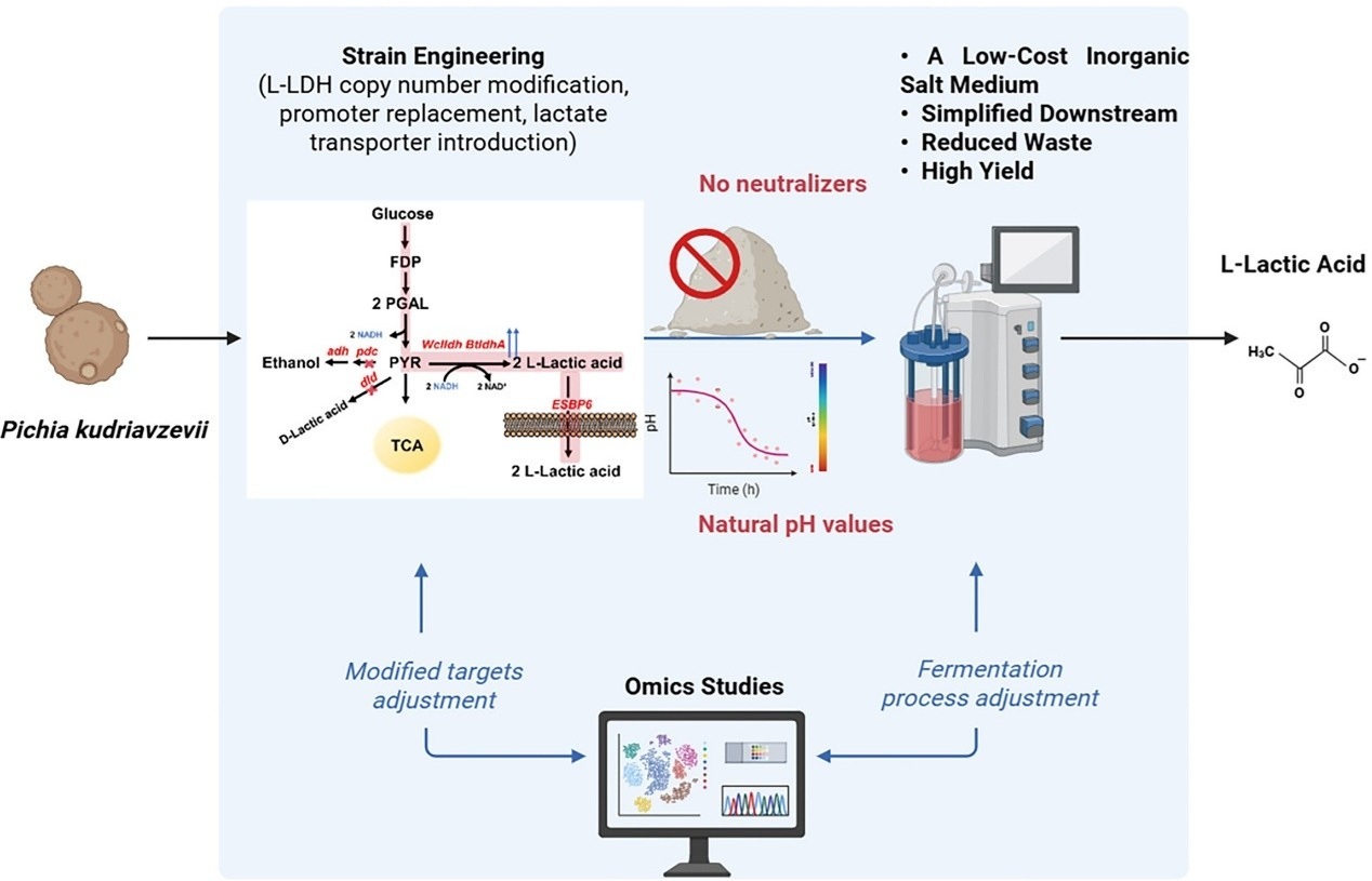 微生物所于波团队工程化耐酸酵母实现无中和剂L-乳酸生产
