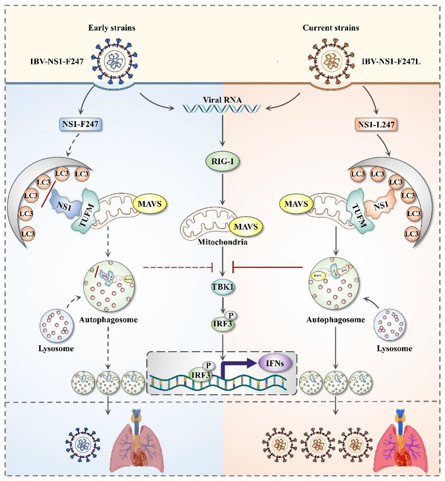 微生物所揭示流感病毒NS1蛋白突变导致病毒适应性进化和天然免疫逃逸的分子机制