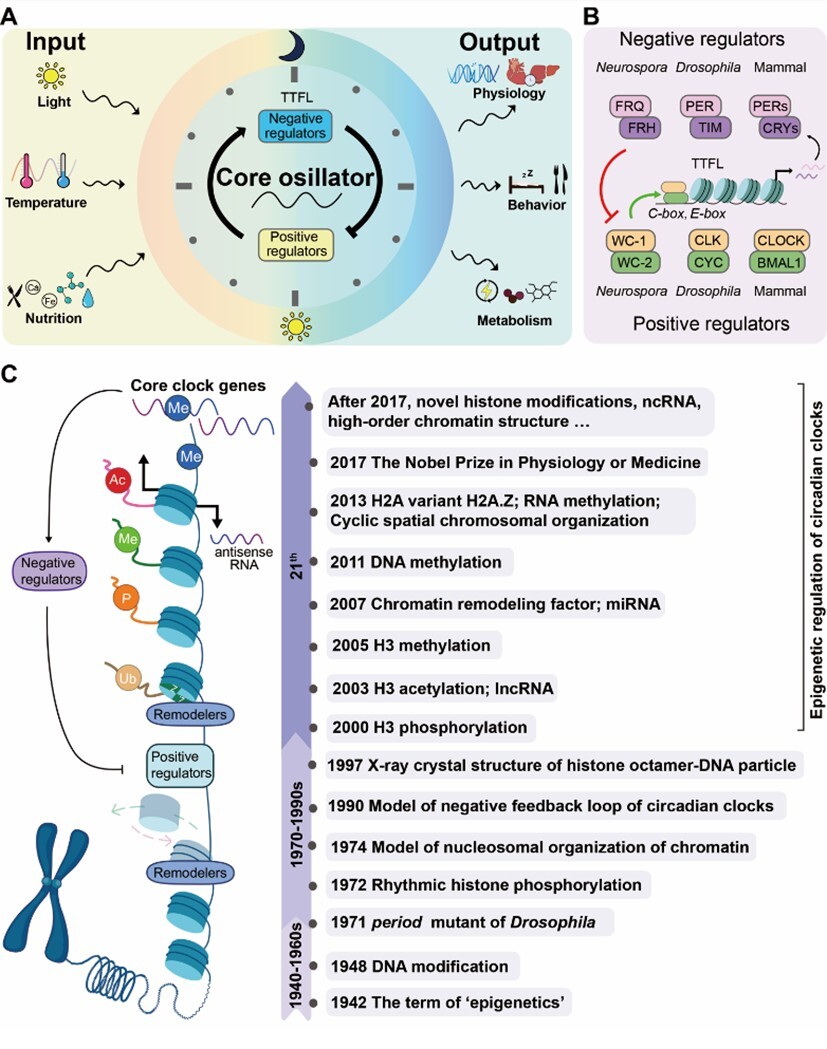 微生物所刘晓团队阐述表观遗传通过染色质动态调控生物钟的作用机制