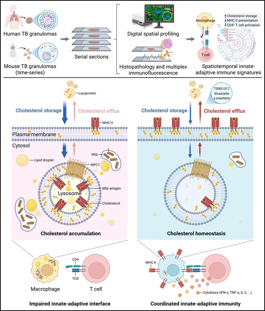 微生物所刘翠华等团队合作揭示结核肉芽肿中胆固醇累积损伤固有–适应性免疫信号轴的新机制