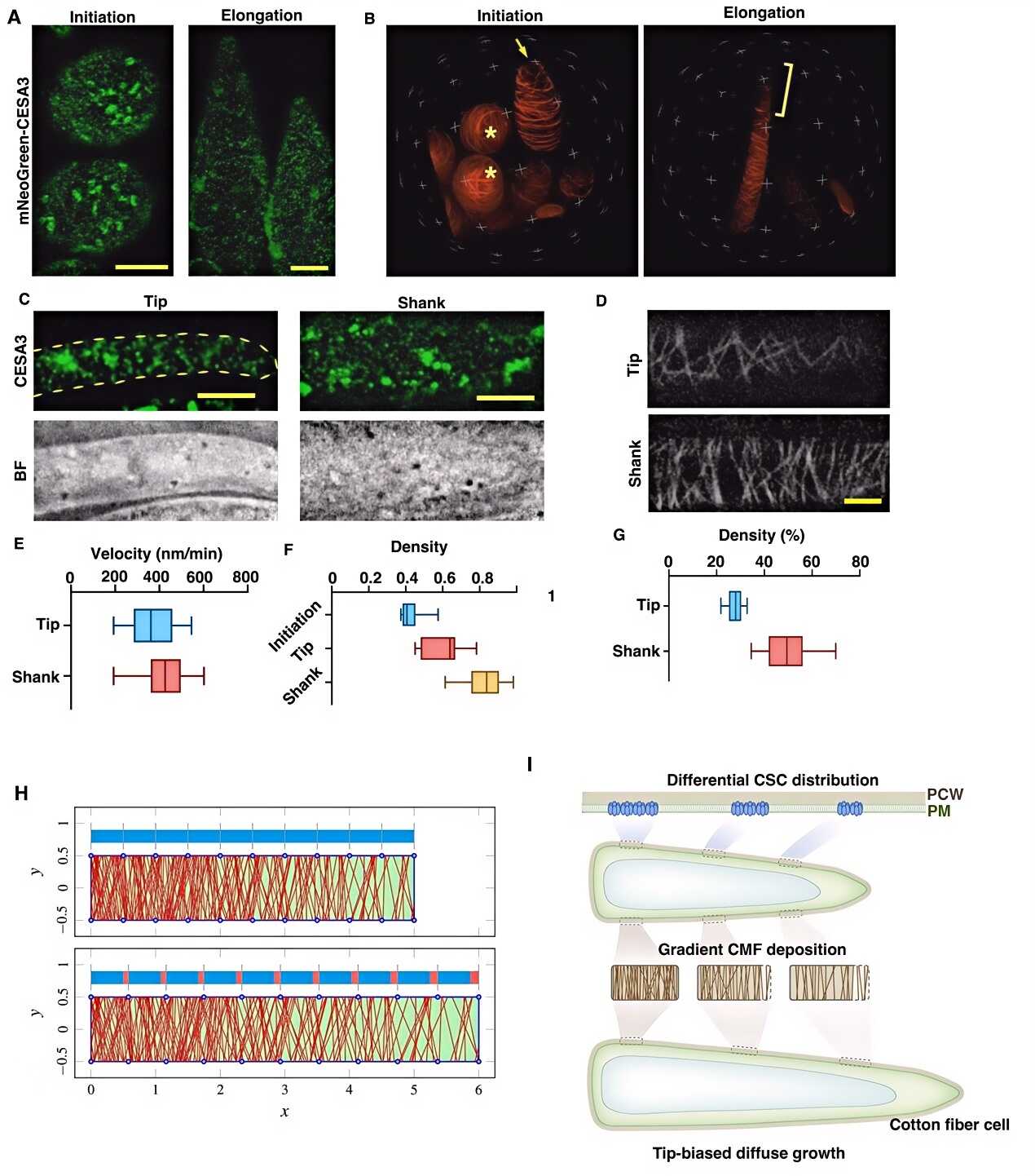 微生物所孔照胜团队合作揭示棉纤维极性伸长的细胞机制