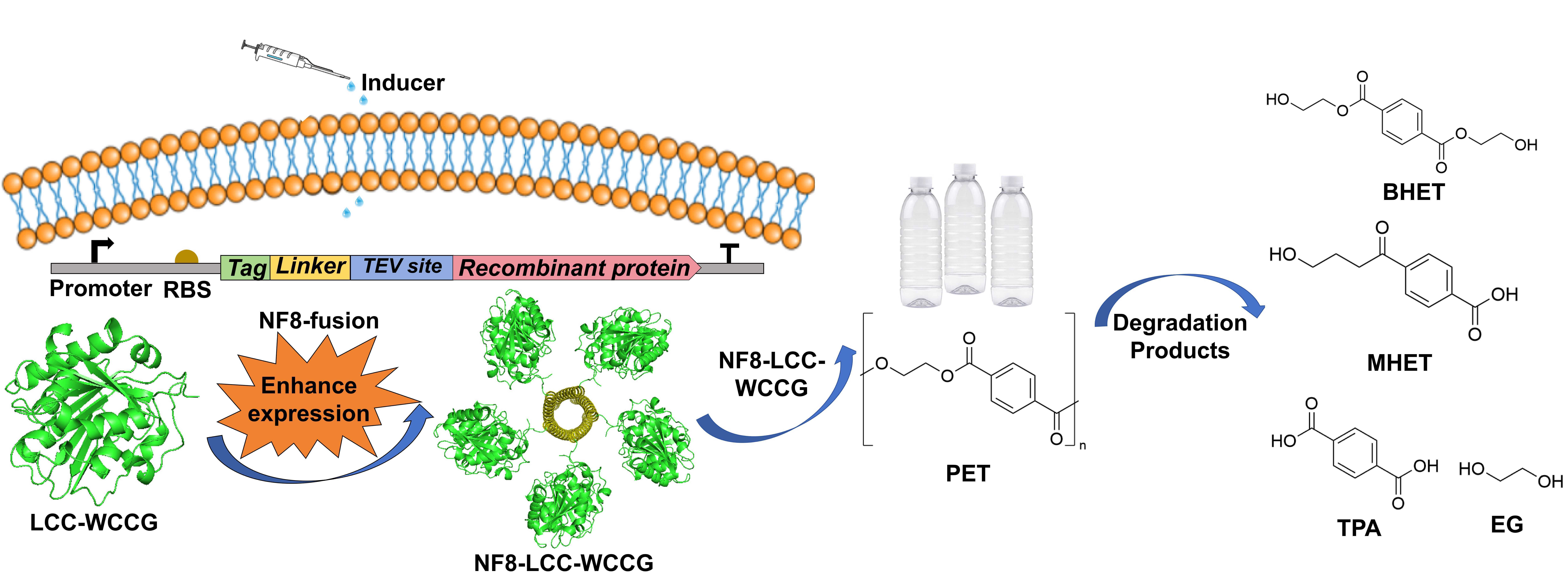 微生物所唐双焱团队在融合标签提升蛋白表达研究中取得进展