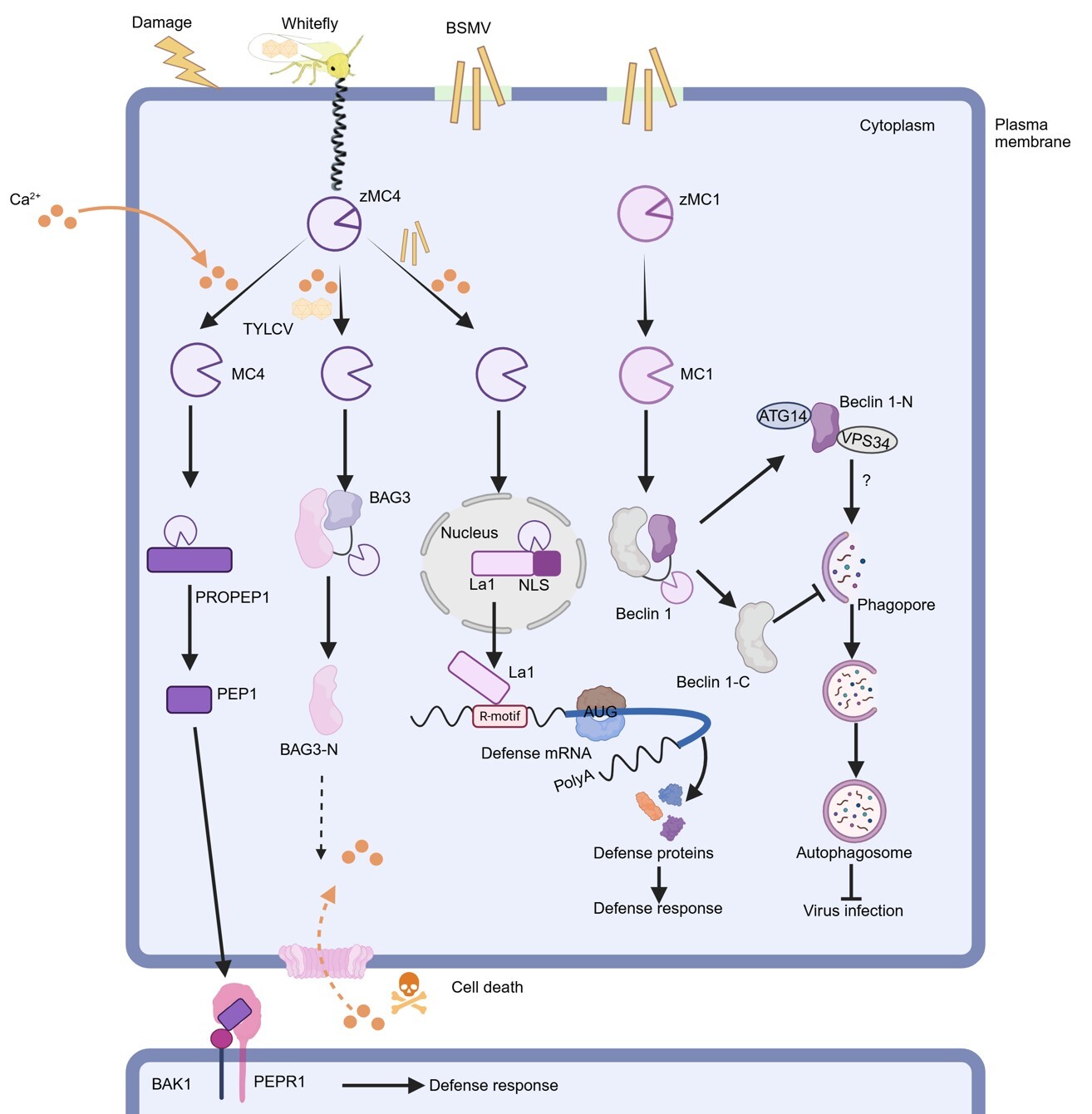 微生物所叶健团队系统总结植物抗病毒免疫中的识别与执行机制