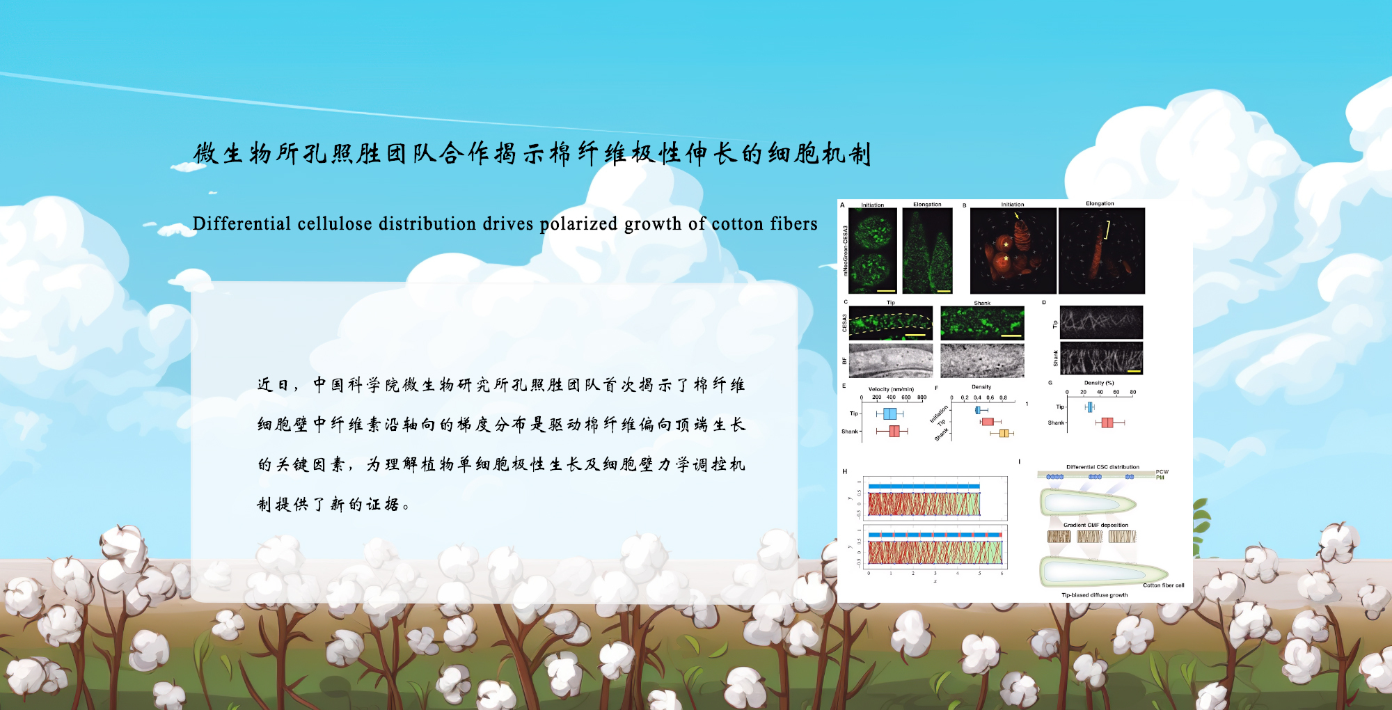 微生物所孔照胜团队合作揭示棉纤维极性伸长的细胞机制