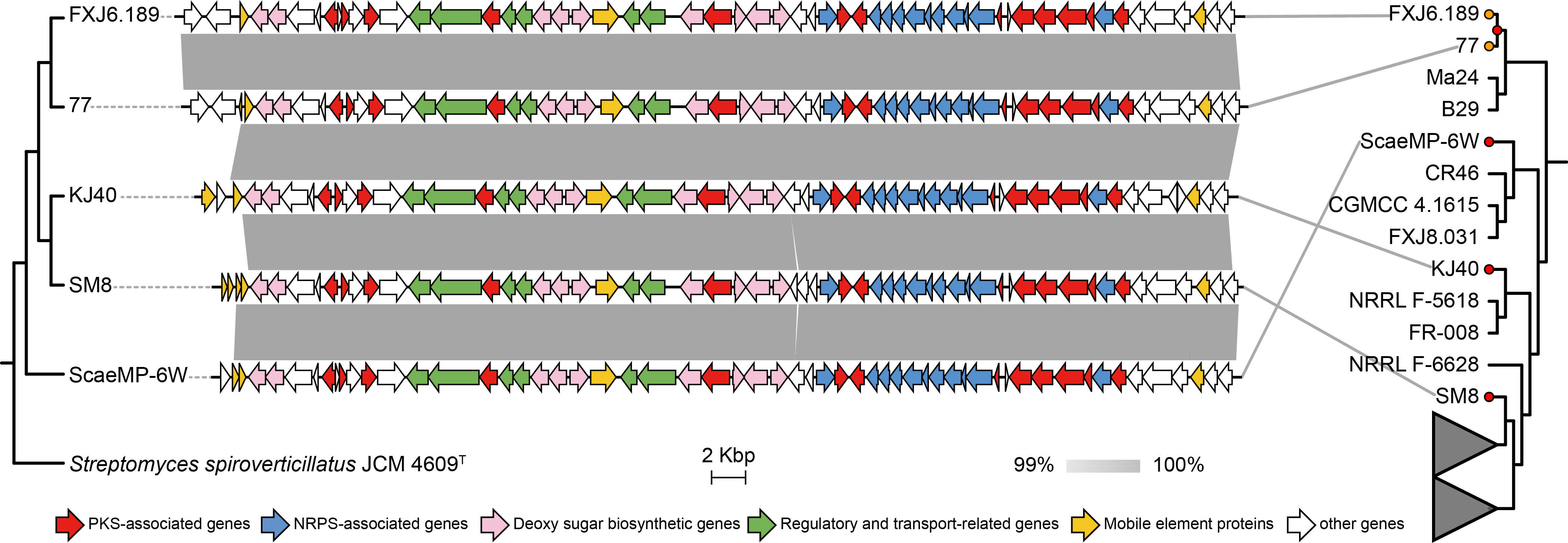 微生物所黄英团队揭示链霉菌中强效但罕见抗生素基因簇的维持机制