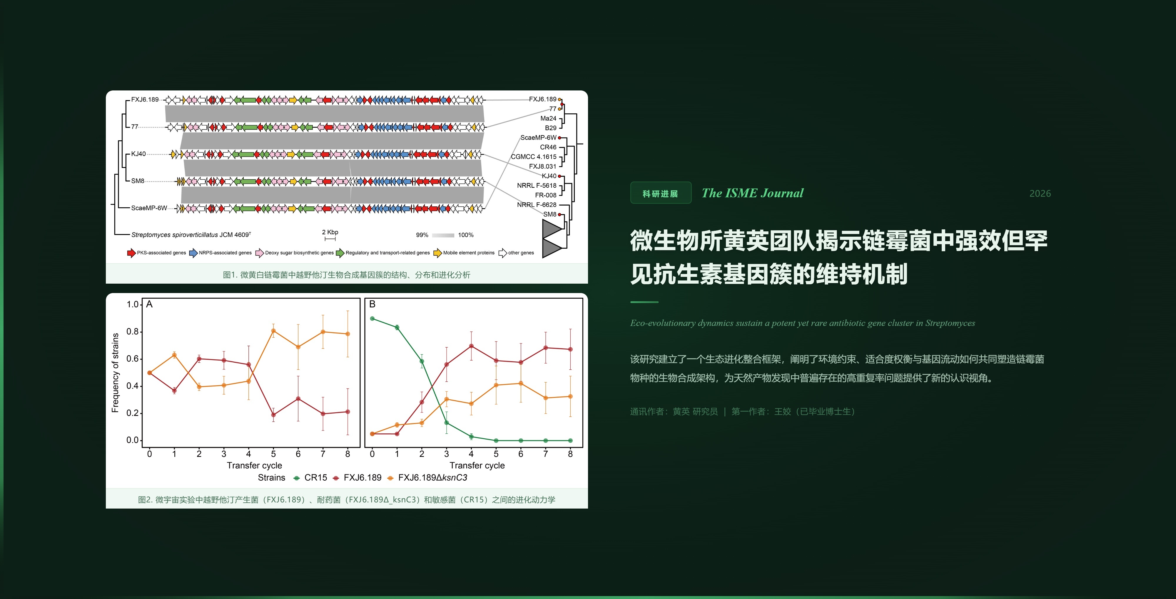 微生物所黄英团队揭示链霉菌中强效但罕见抗生素基因簇的维持机制