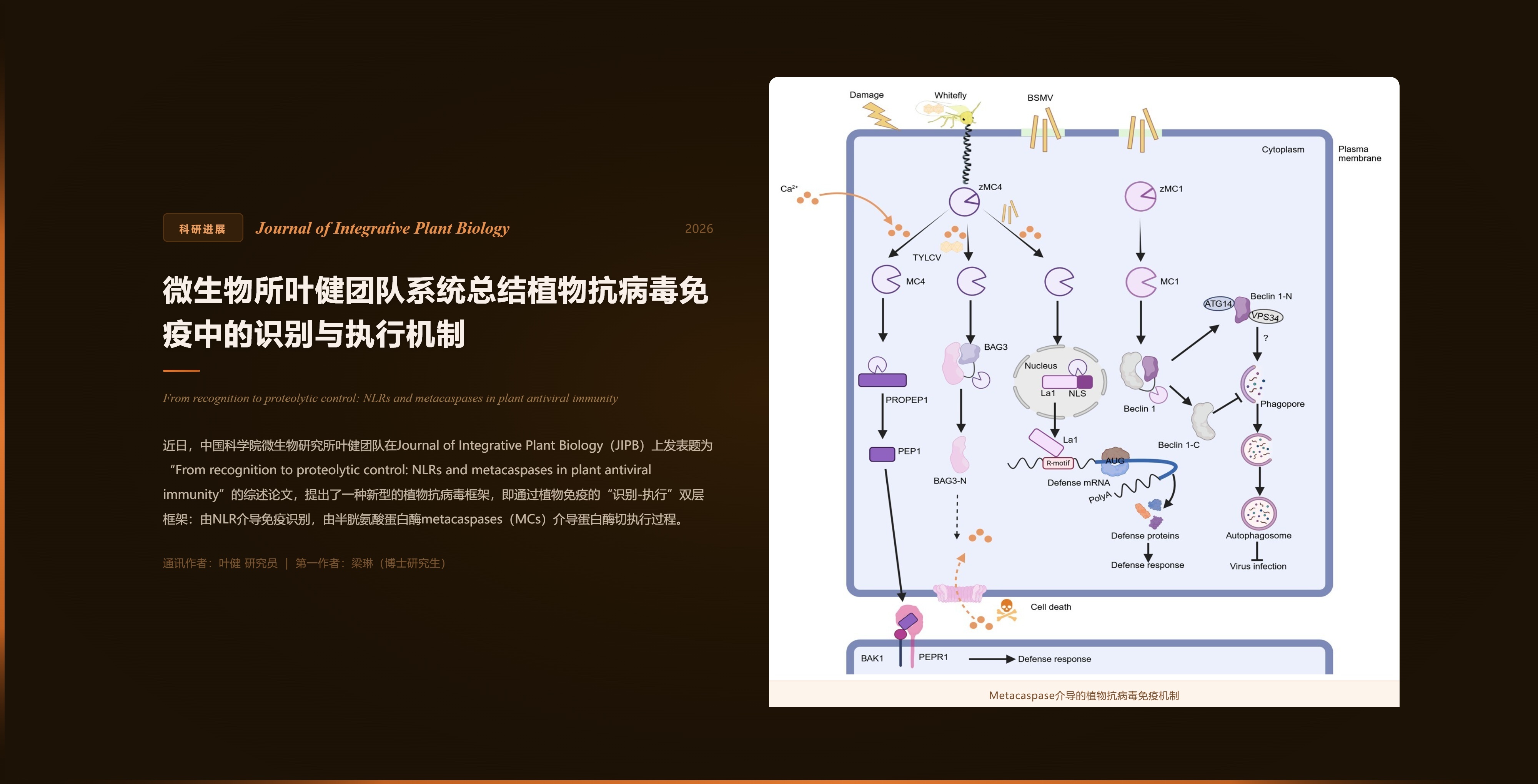 微生物所叶健团队系统总结植物抗病毒免疫中的识别与执行机制