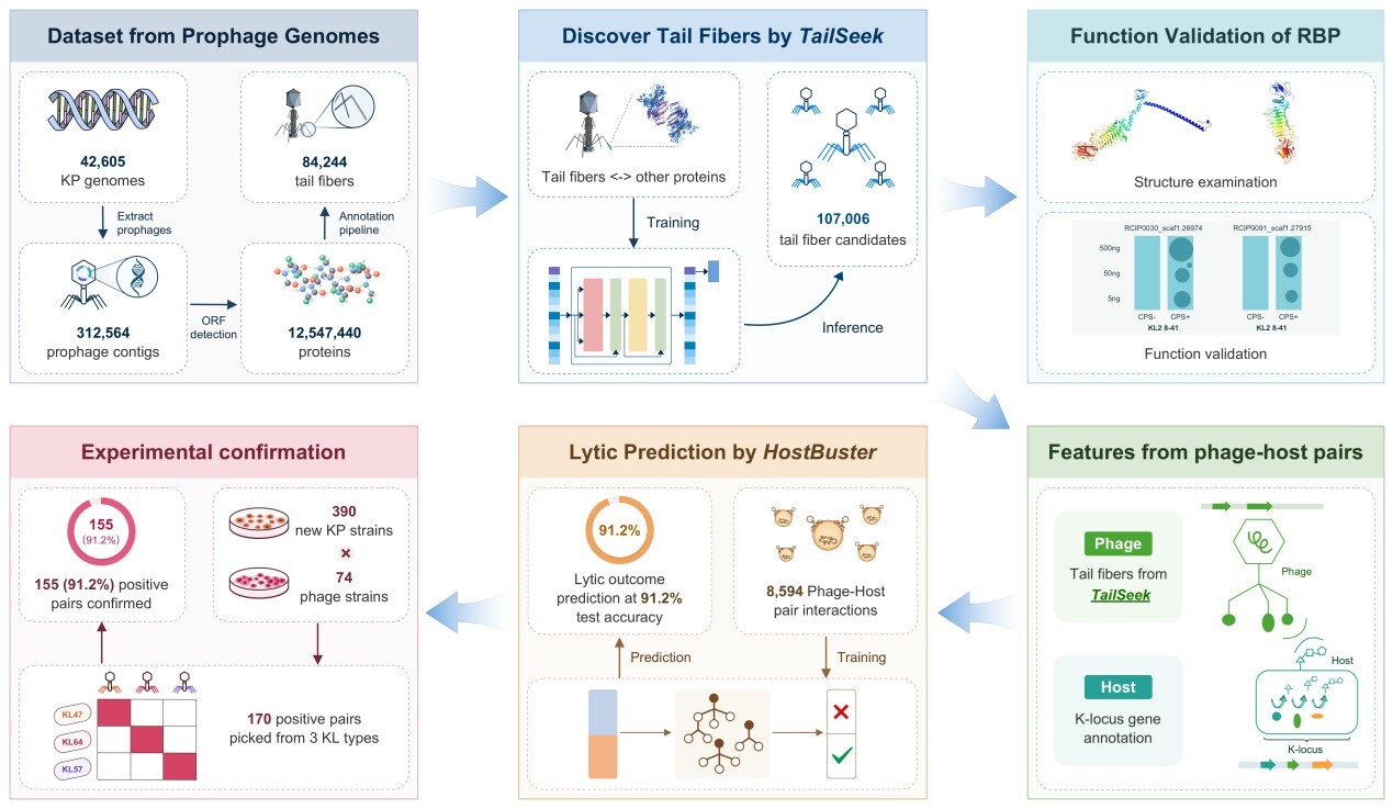 微生物所开发 AI 驱动的肺炎克雷伯菌噬菌体菌株水平宿主预测方法