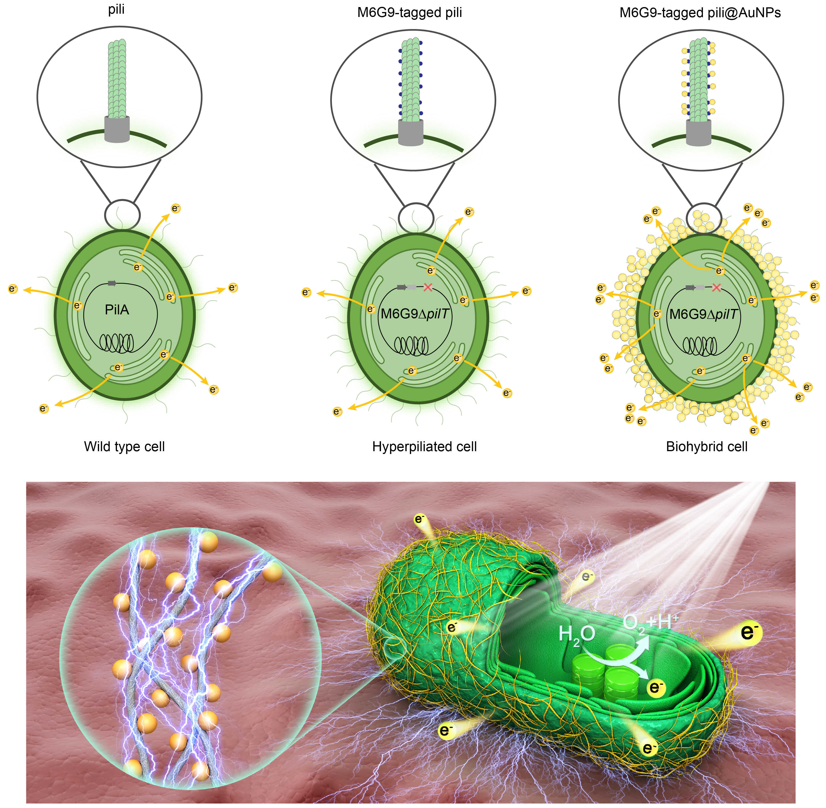 微生物所张延平团队创建人工导电菌毛提升生物光伏效率