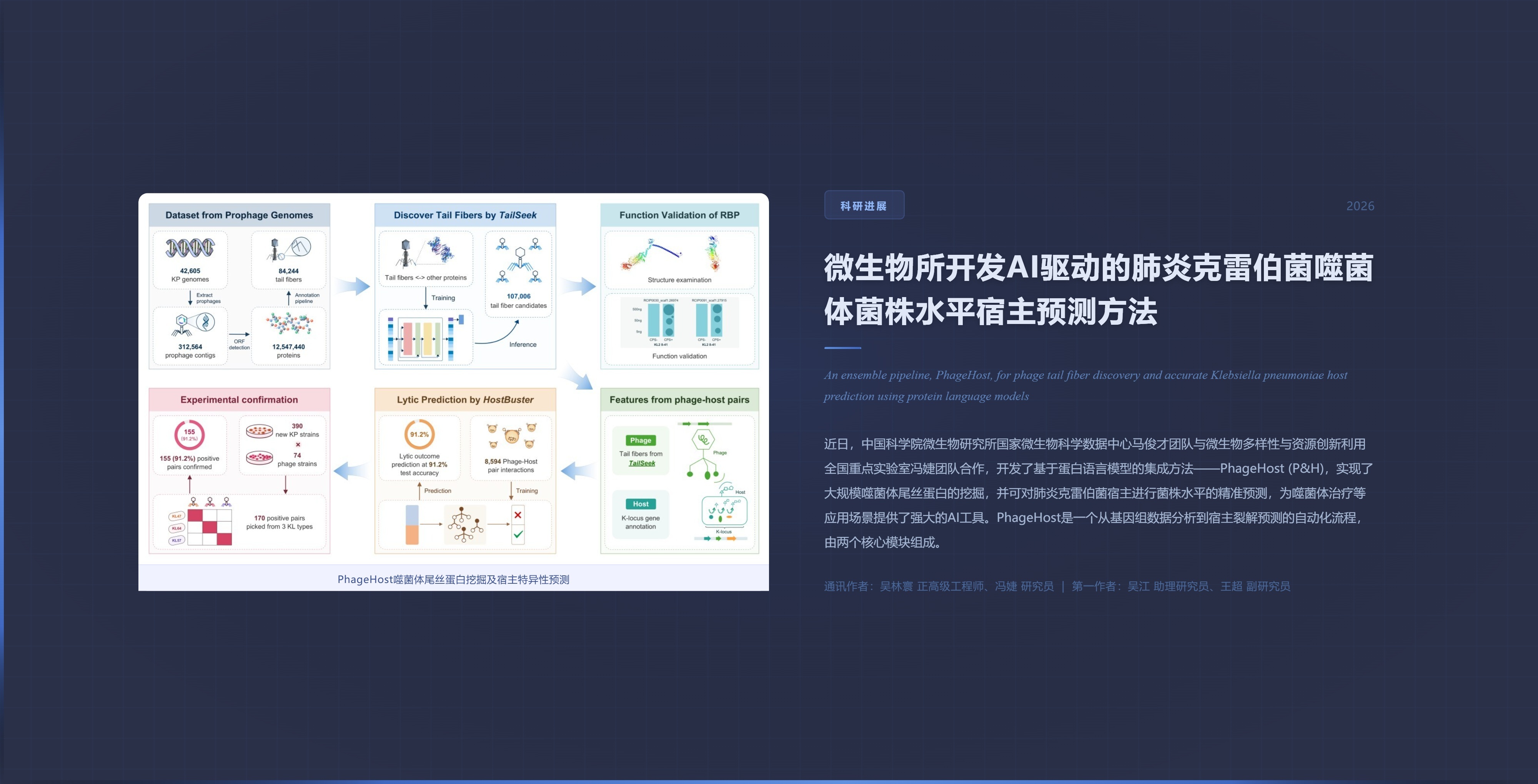 微生物所开发 AI 驱动的肺炎克雷伯菌噬菌体菌株水平宿主预测方法