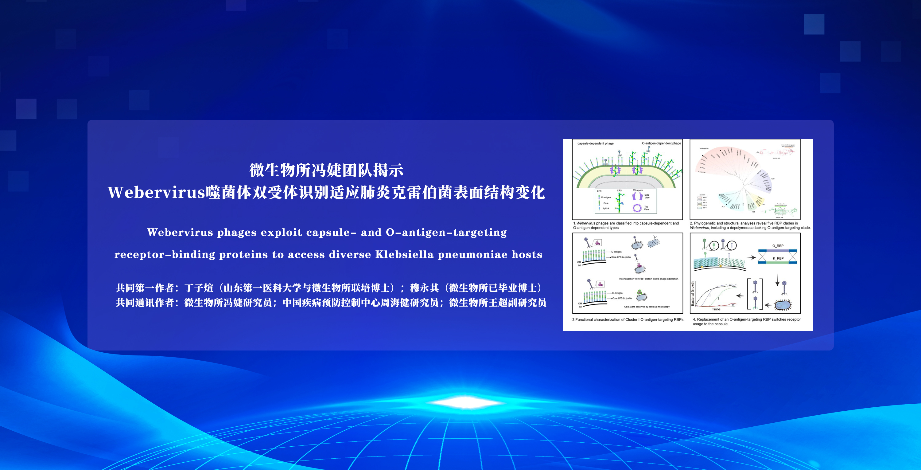 微生物所冯婕团队揭示Webervirus噬菌体双受体识别适应肺炎克雷伯菌表面结构变化