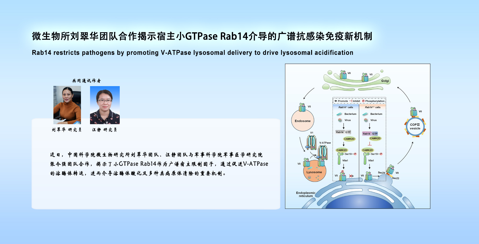 微生物所刘翠华团队合作揭示宿主小GTPase Rab14介导的广谱抗感染免疫新机制
